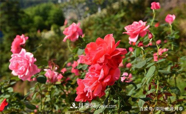 花瓣少的低維護月季到底有哪些優(yōu)點？(圖1)
