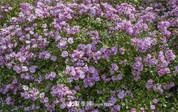 花瓣少的低維護月季到底有哪些優(yōu)點？(圖6)