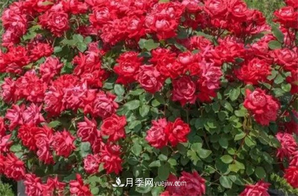 花瓣少的低維護月季到底有哪些優(yōu)點？(圖3)