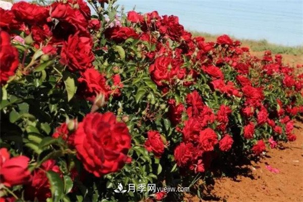 花瓣少的低維護月季到底有哪些優(yōu)點？(圖2)