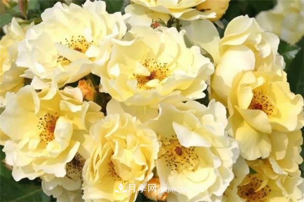 花瓣少的低維護月季到底有哪些優(yōu)點？(圖5)