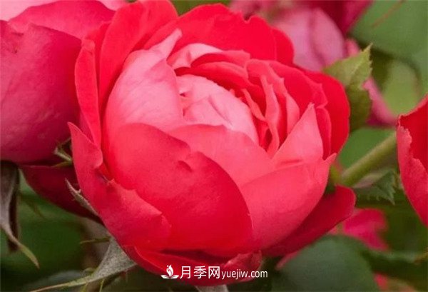 花瓣少的低維護月季到底有哪些優(yōu)點？(圖4)