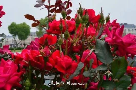 北方地區(qū)月季冬季養(yǎng)護技術(shù)(圖1)