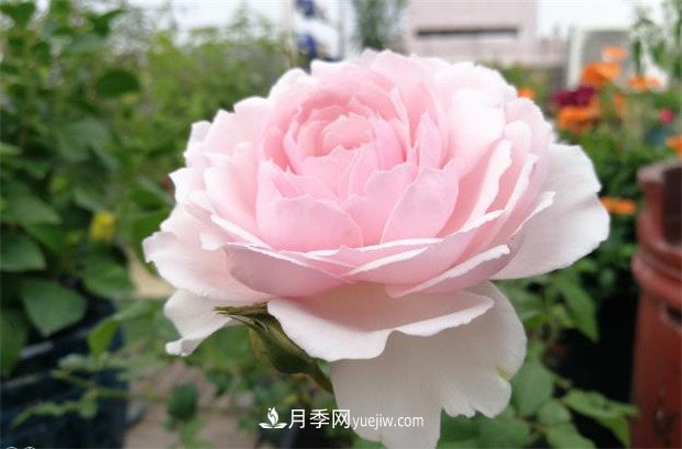 美咲月季，一個驚艷的日本仙女月季品種(圖1)