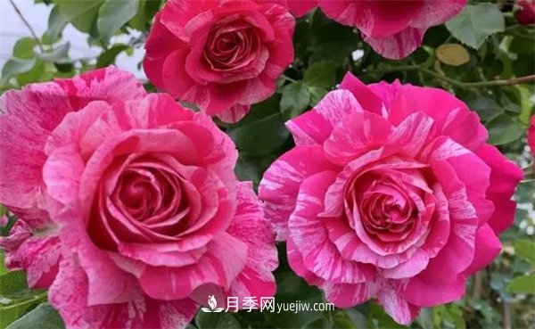施冬肥，一年中什么時候***適合給月季施肥呢！(圖2)