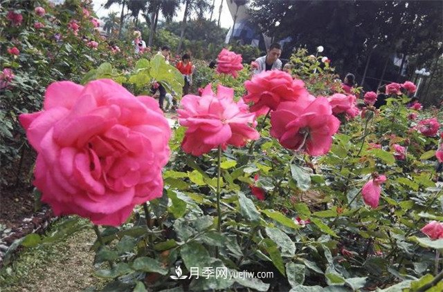 好多年沒(méi)到深圳人民公園看月季花展了，不知今年如何(圖1)