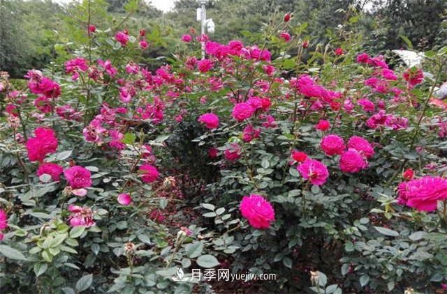 好多年沒(méi)到深圳人民公園看月季花展了，不知今年如何(圖2)