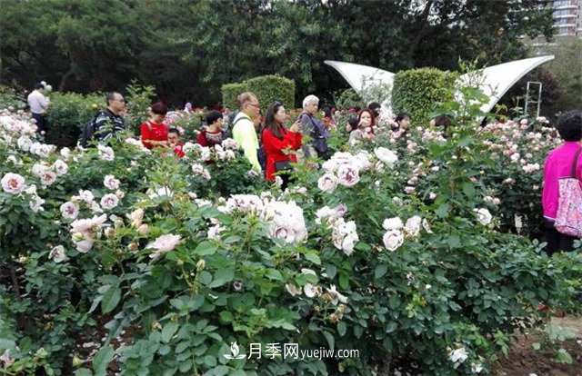 好多年沒(méi)到深圳人民公園看月季花展了，不知今年如何(圖3)