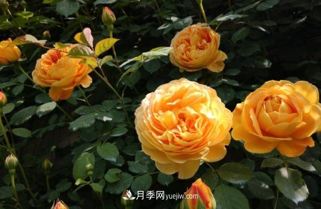 月季施肥用什么肥料好？別亂用不然只長葉不開花(圖1)