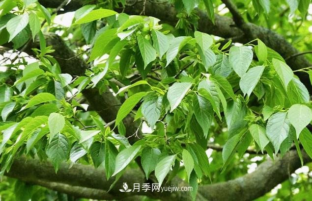 杜仲，可以在北方種植的珍貴樹種苗木(圖1)