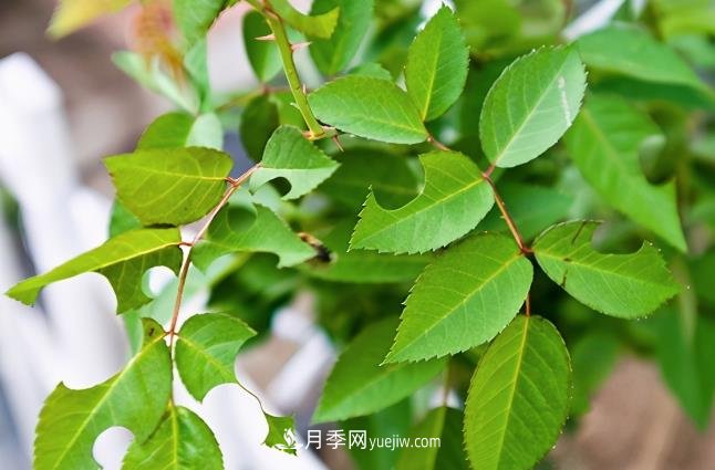 月季遇上切葉蜂，切葉蜂的習(xí)性和防治(圖1)