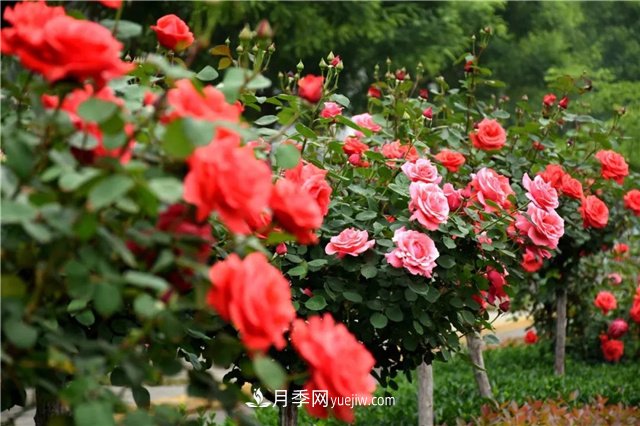 2021年月季人的狀態(tài)：面對(duì)復(fù)雜，保持歡喜(圖1)