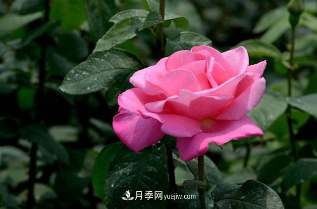 2021年月季人的狀態(tài)：面對(duì)復(fù)雜，保持歡喜(圖2)