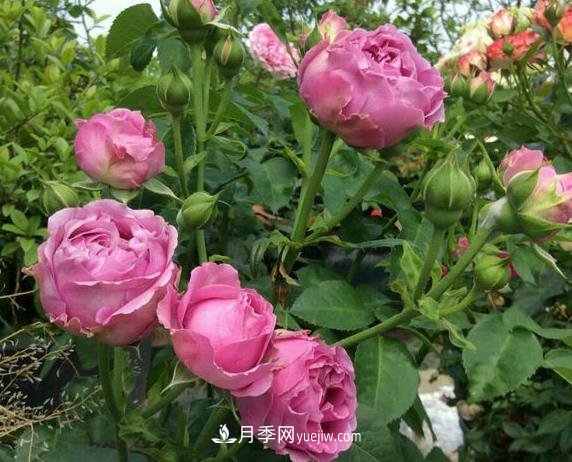 紫霧泡泡月季推薦，花色更是吸引人(圖2)