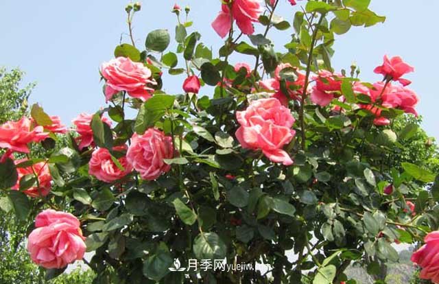 樹狀月季的栽培方式及其特點(diǎn)有哪些？(圖1)