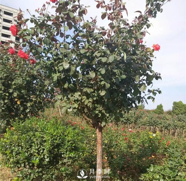 南陽月季樹基地報價，月季樹價格_月季樹批發(fā)(圖2)