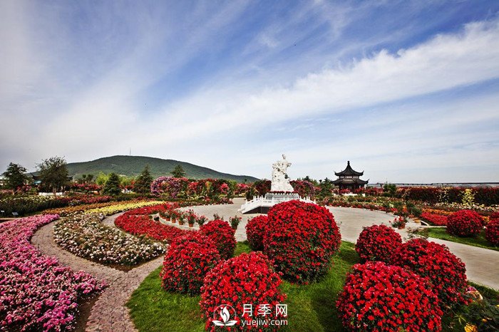南陽(yáng)順應(yīng)環(huán)境打造月季產(chǎn)業(yè)(圖1)