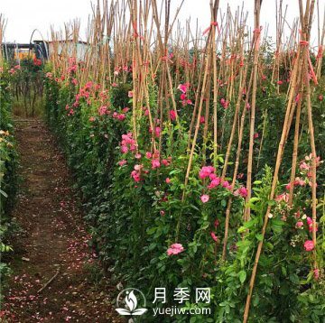 求購(gòu)藤本月季苗，找月季網(wǎng)基地(圖1)