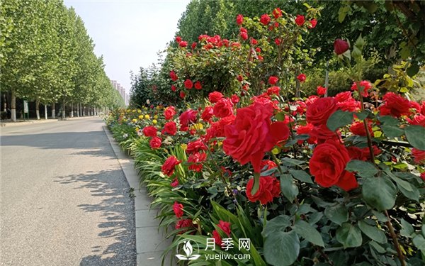 月季小苗，如何養(yǎng)壯？怎樣才能養(yǎng)好月季小苗？(圖1)
