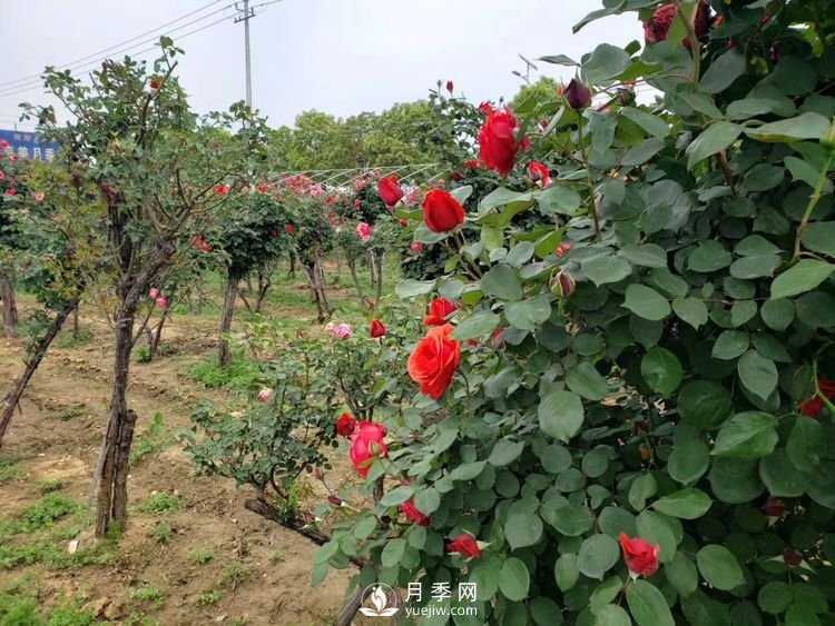 一月份園林工程月季養(yǎng)護管理技術(shù)要點(圖1)
