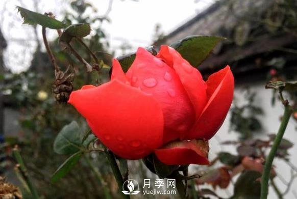 你那里的氣溫能不能種月季？看完這篇就知道了(圖1)