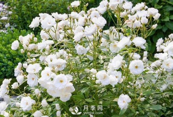為何豐花月季深受工程采購的青睞？(圖1)