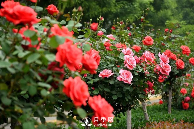 緋扇開花時美爆了，還用于嫁接月季樹(圖2)