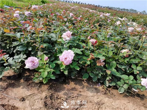 春天照著養(yǎng)，月季花朵多到爆炸！(圖1)