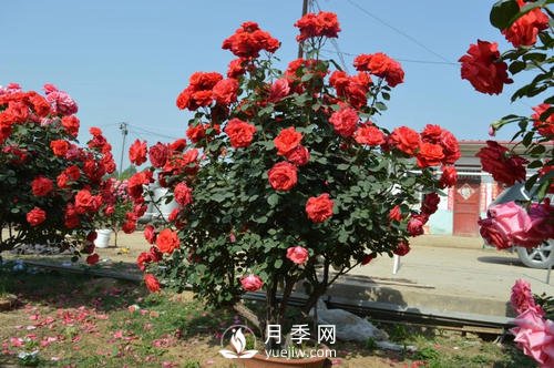 陶盆和塑料盆，哪個(gè)更適合種月季呢？(圖1)