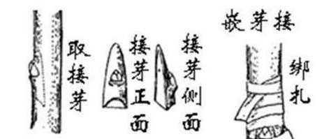 手把手教您嫁接小高桿月季樹(圖3)
