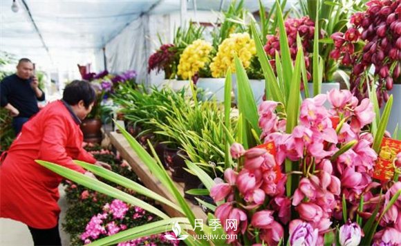 江蘇如皋：花卉市場(chǎng)積極備貨 鮮花爛漫俏迎春(圖1)