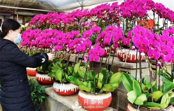 江蘇如皋：花卉市場(chǎng)積極備貨 鮮花爛漫俏迎春(圖3)