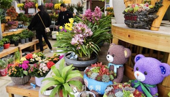 江蘇如皋：花卉市場(chǎng)積極備貨 鮮花爛漫俏迎春(圖2)