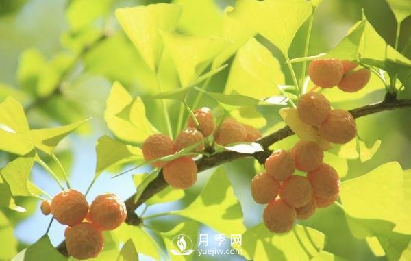 銀杏樹種植開發(fā)前景分析及栽培技術(shù)要點(diǎn)(圖1)