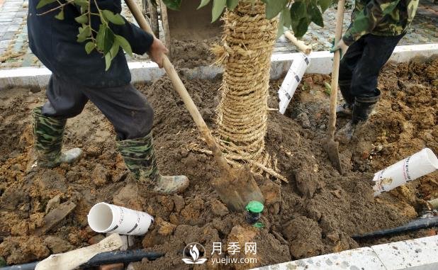 苗木栽植時應(yīng)做好根部的哪些護(hù)理？(圖1)