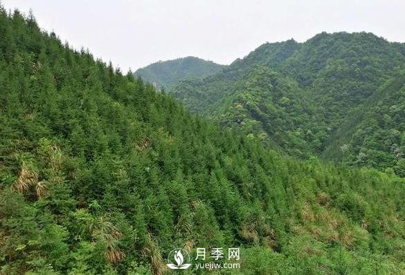 杉木種植***易忽略的四個(gè)誤區(qū)，做到這才是會(huì)種杉木的苗民(圖1)
