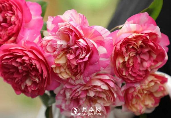 如何辨認玫瑰花是否染色？月季網(wǎng)告訴你如何選擇？(圖1)
