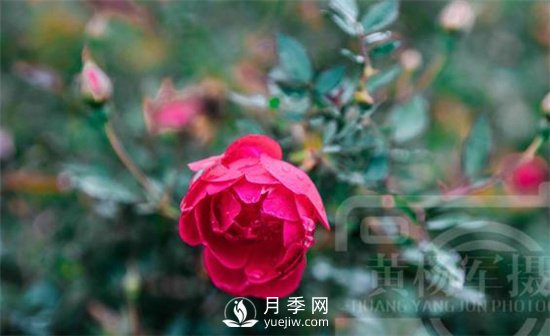 紅艷嬌美的月季花，四季常開，絢麗的花朵非常美(圖1)