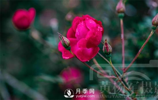 紅艷嬌美的月季花，四季常開，絢麗的花朵非常美(圖2)