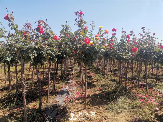 3-4公分月季樹報(bào)價(jià)，3-4公分高桿月季報(bào)價(jià)！(圖2)