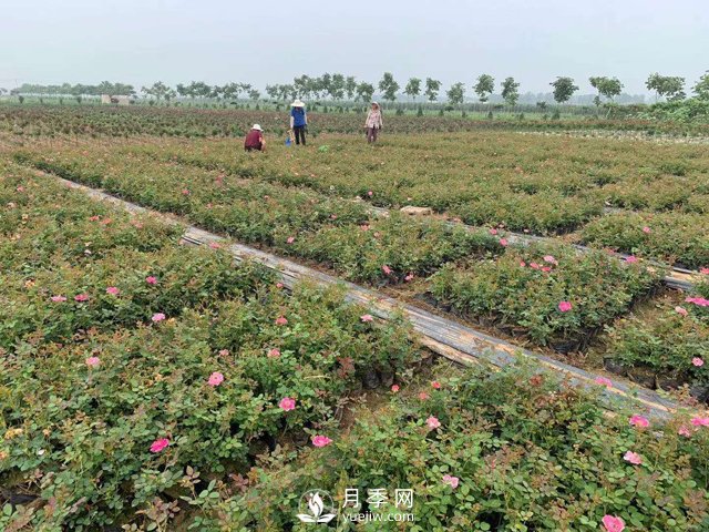 2021年春季盆栽月季市場報(bào)價(jià) 盆花月季多少錢一棵？(圖3)