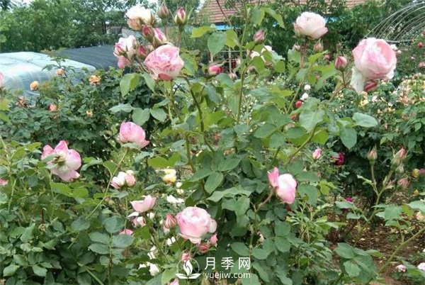 花友都喜歡的月季品種，龍沙寶石，適合做月季花門(圖1)