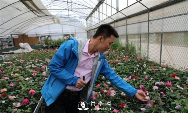 天狼月季，始終走在育種路上(圖3)