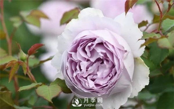 天狼月季，始終走在育種路上(圖4)