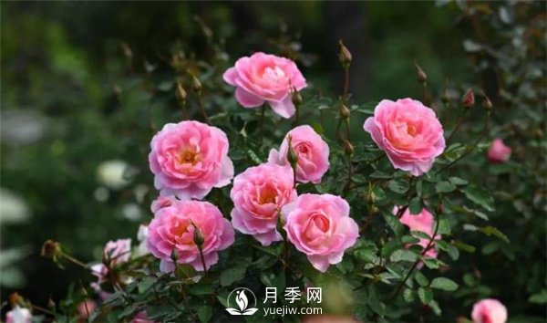 天狼月季，始終走在育種路上(圖5)