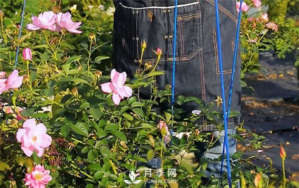 天狼月季，始終走在育種路上(圖6)