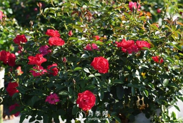 天狼月季，始終走在育種路上(圖8)