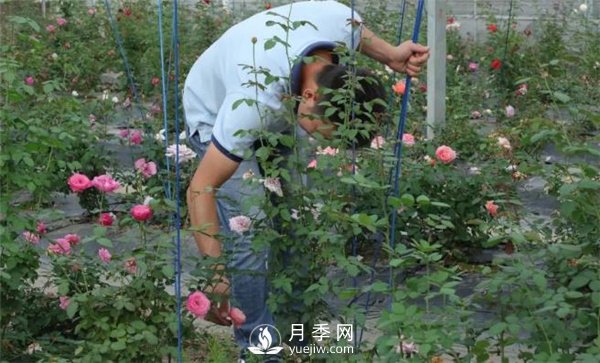 天狼月季，始終走在育種路上(圖9)