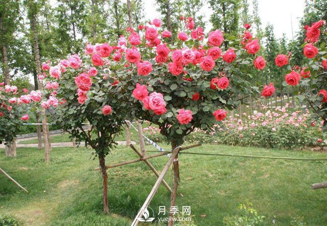 3公分樹狀月季成綠化苗木批發(fā)爆款，原因在哪里？(圖2)