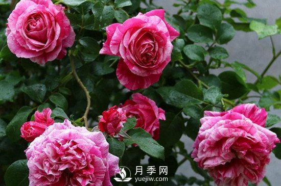月季如何修剪和促進(jìn)發(fā)筍芽？月季網(wǎng)告訴你(圖1)